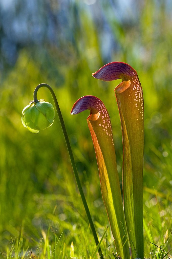 Hooded Pitcher Plant