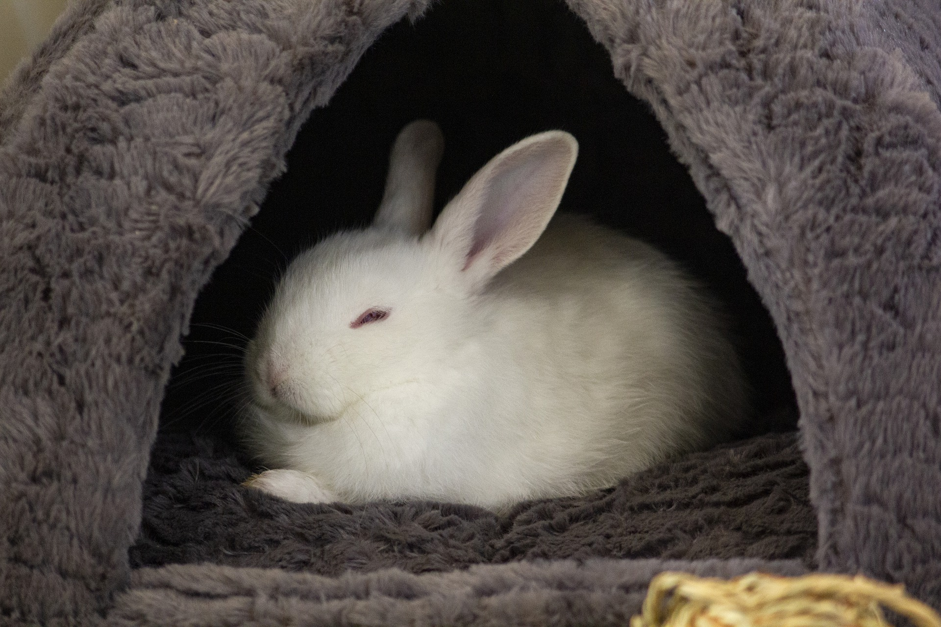 Fluffy bed for bunnies with a hopper inside