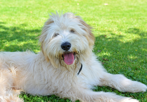 A smiling Pyrenean Shepherd laying in a green pasture