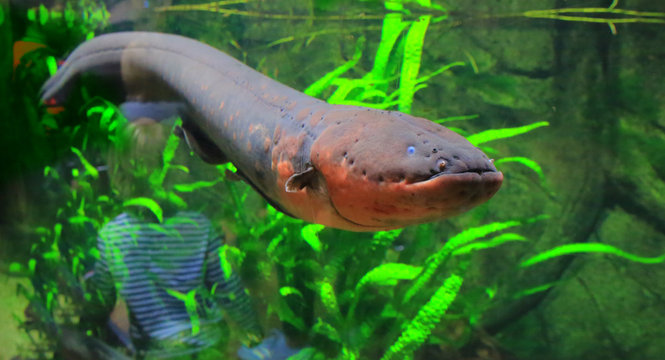 Freshwater aquarium store eels for sale