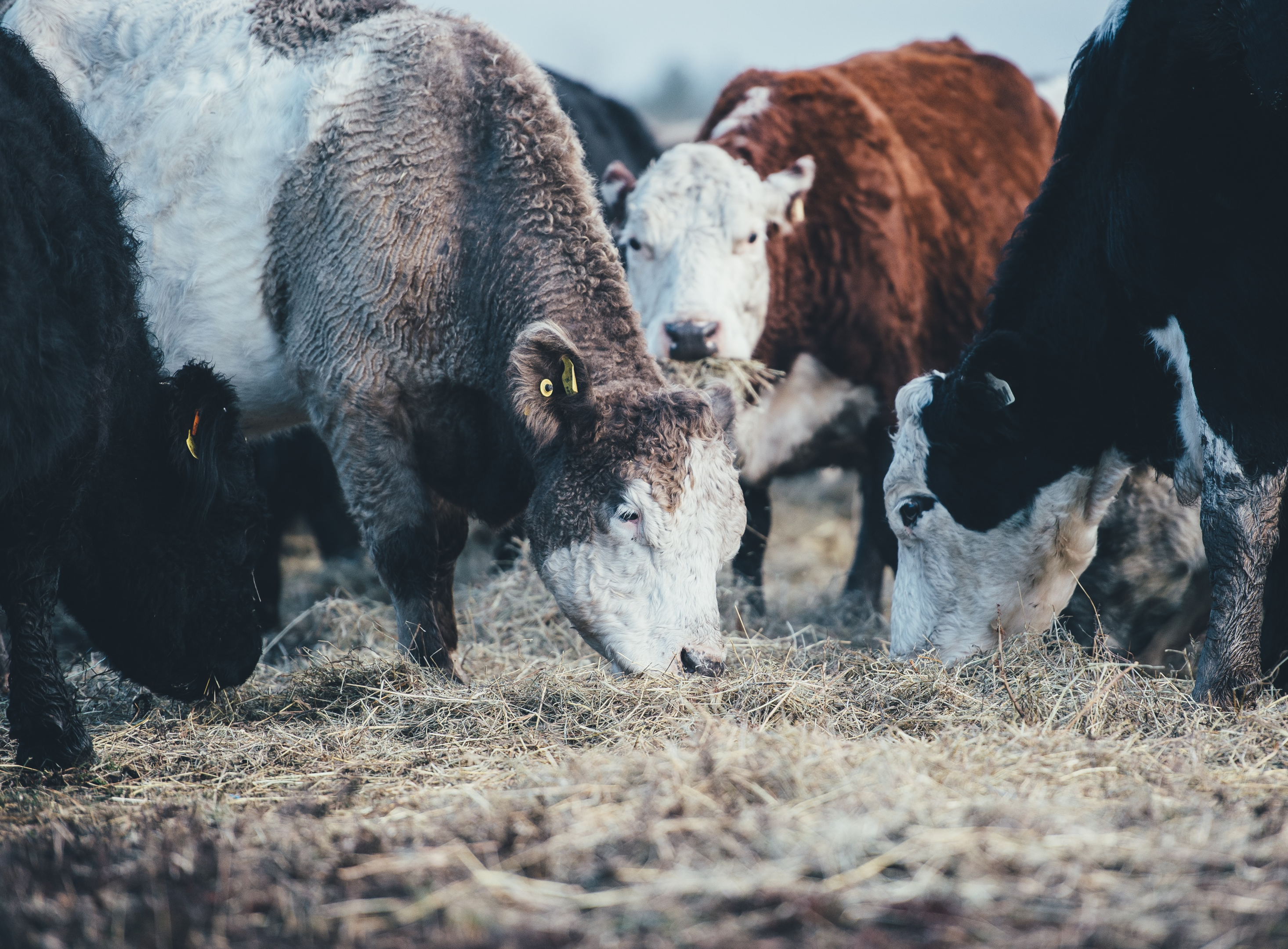 Scotch Beef provides the best cut of meat every time, no matter the occasion.