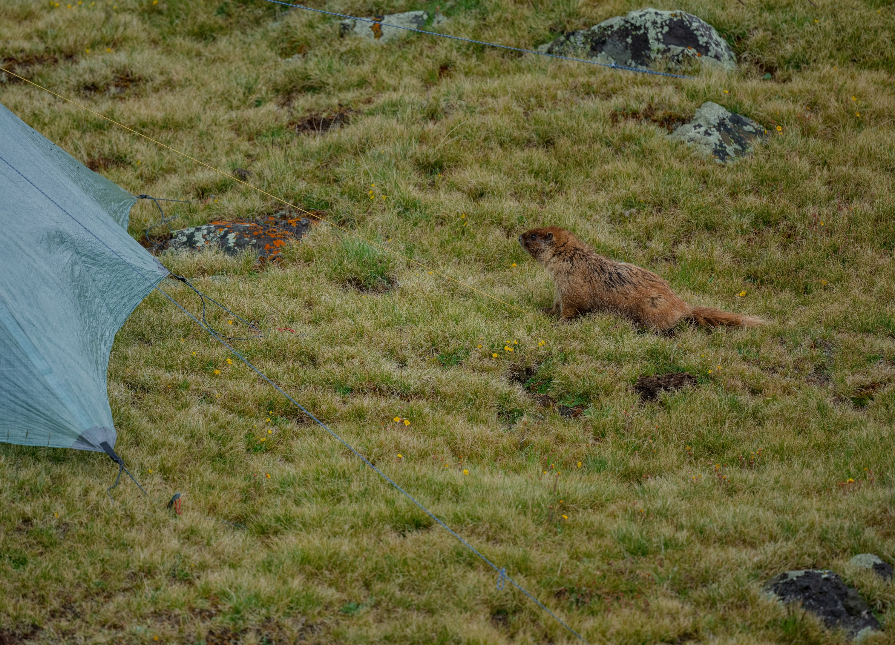 A marmot checking out a tent in an alpine campsite 