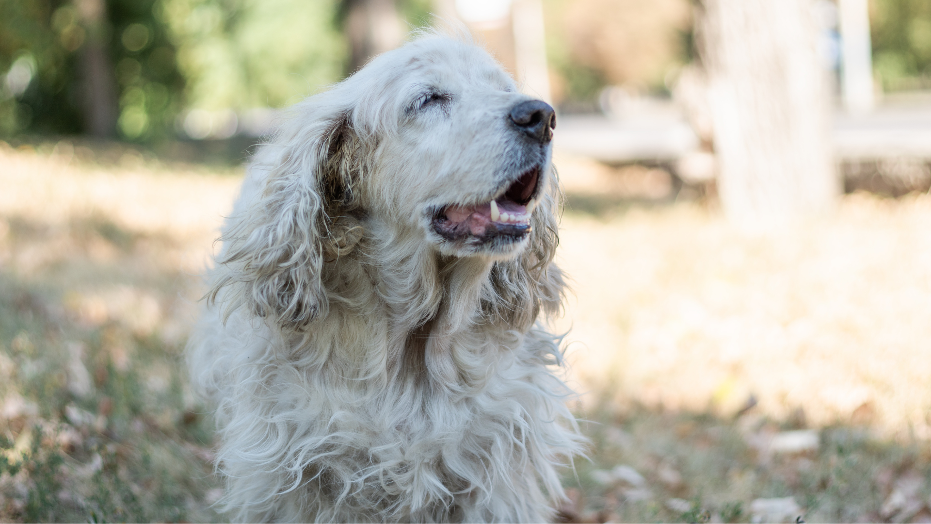 Ernährung Bewegung alte Hunde
