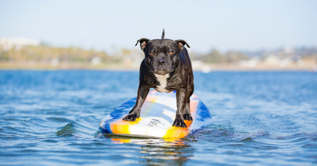 Dog surfing on a paddleboard in calm coastal waters near Margate City, New Jersey, highlighting pet-friendly beach activities at the Jersey Shore.