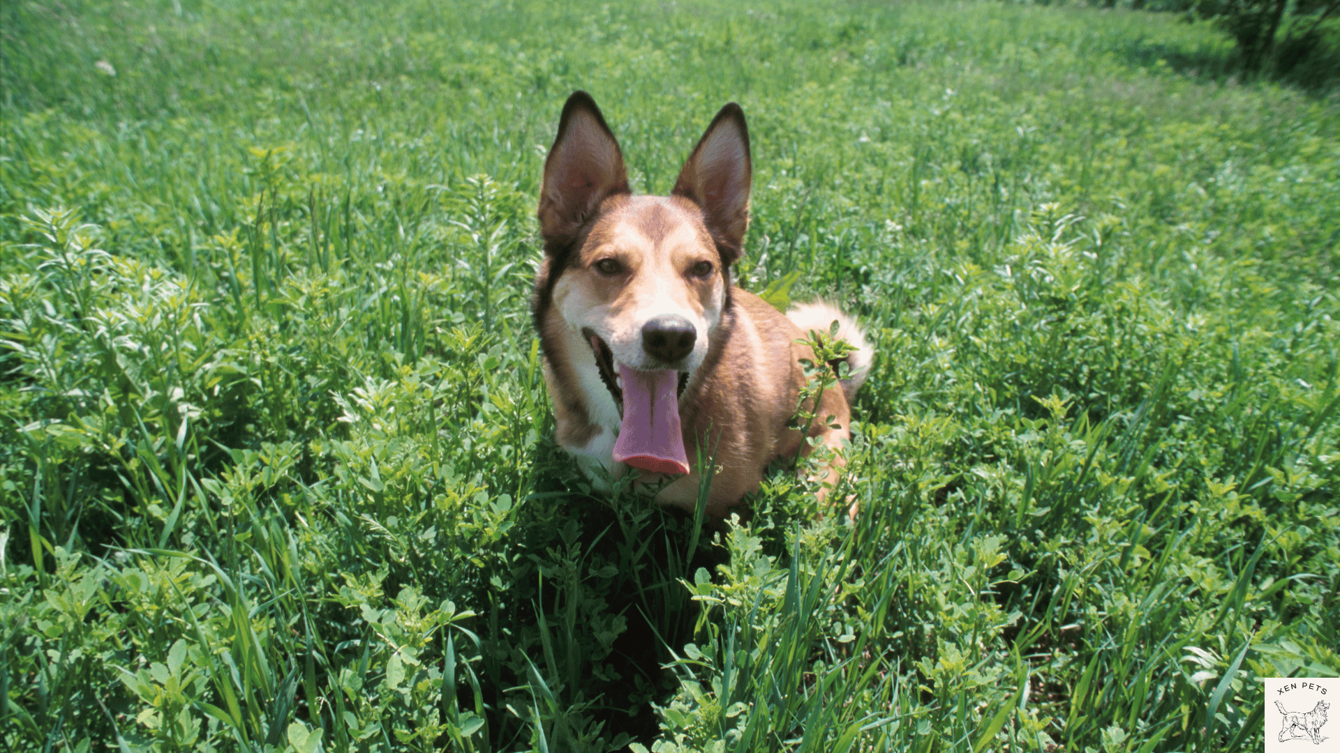 dog panting in a field