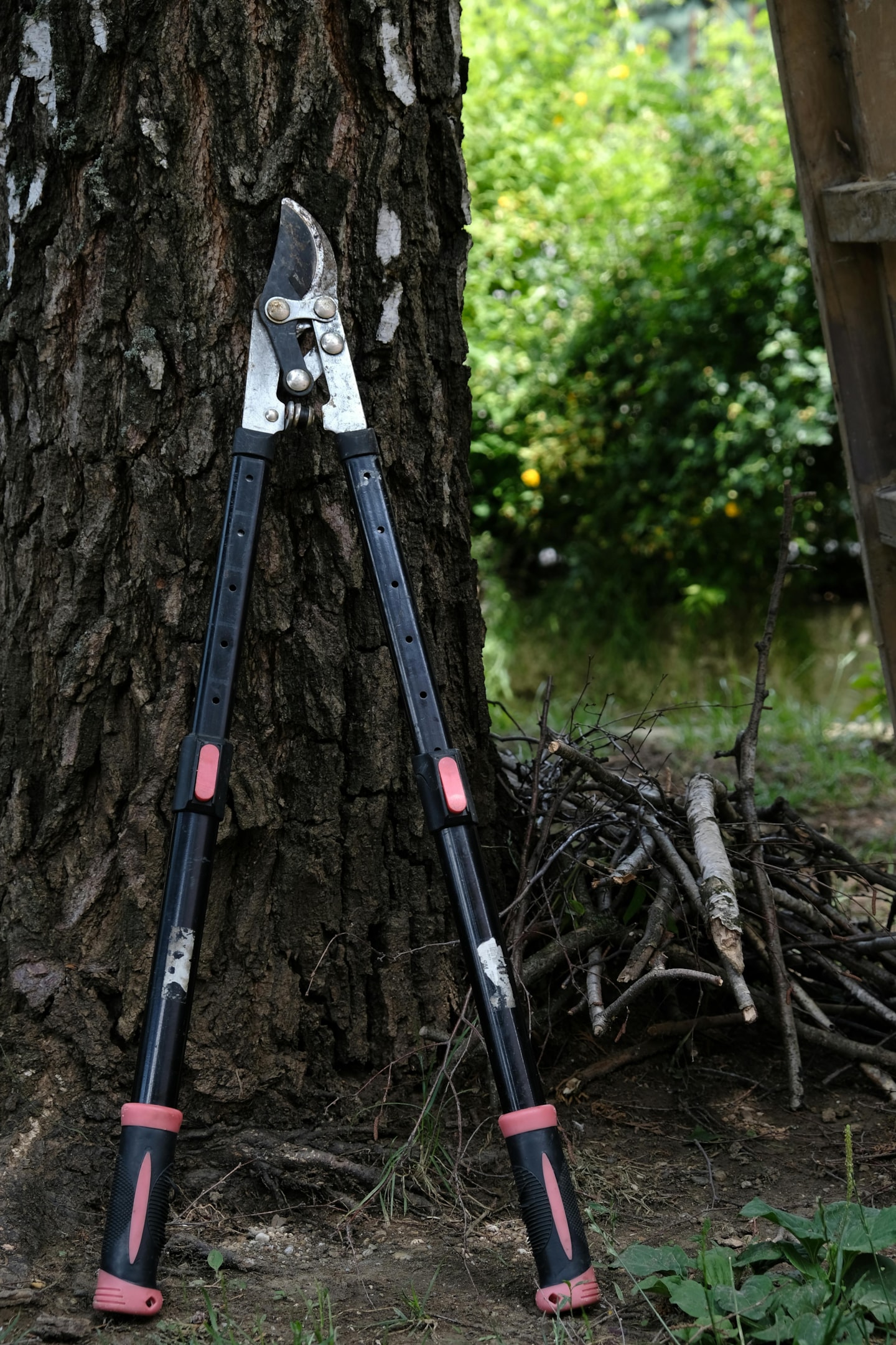 prune shrubs, young trees