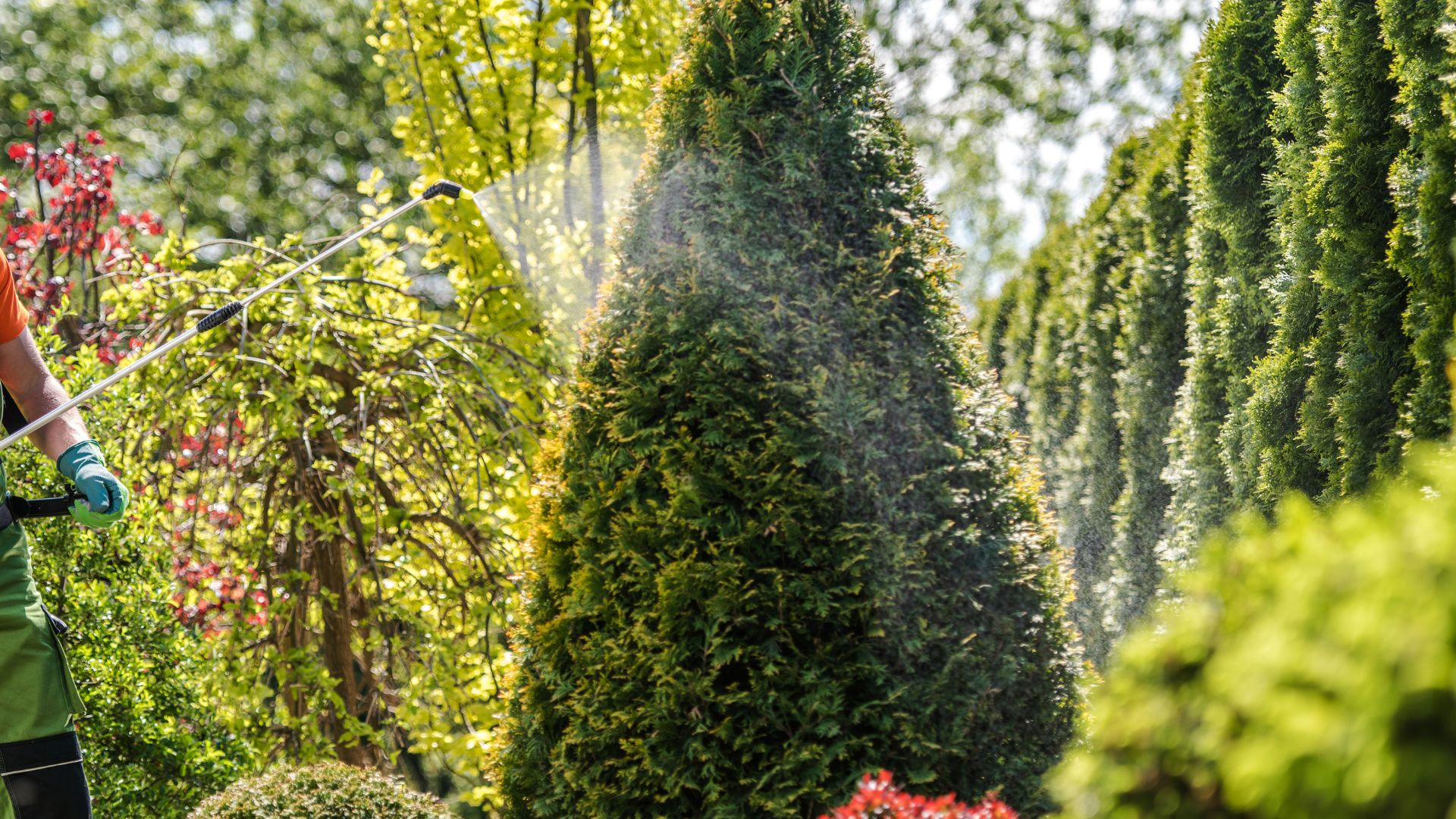 An image of a person spraying bushes in their yard with residual insecticide for mosquitoes.
