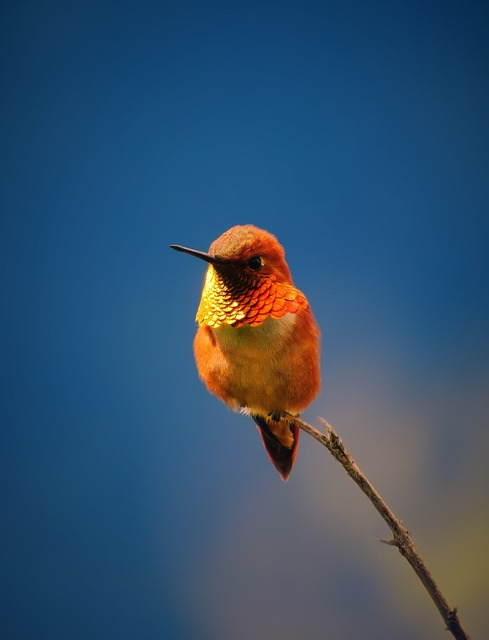 hummingbird, rufous, bird