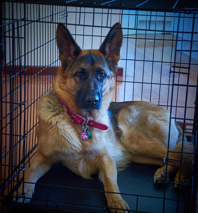 german shepherd in a crate 