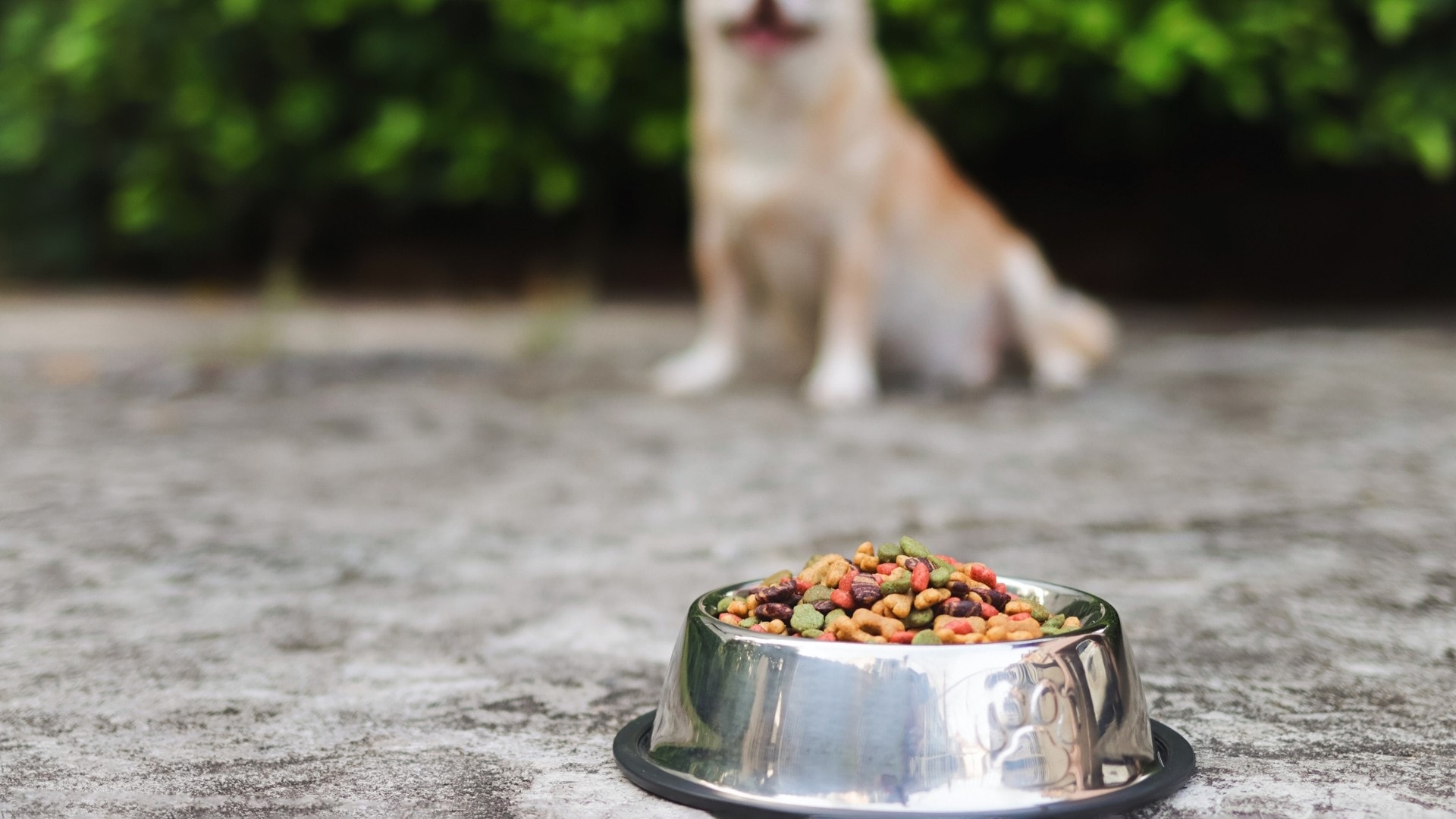 Pet food placed outside that could attract skunks.