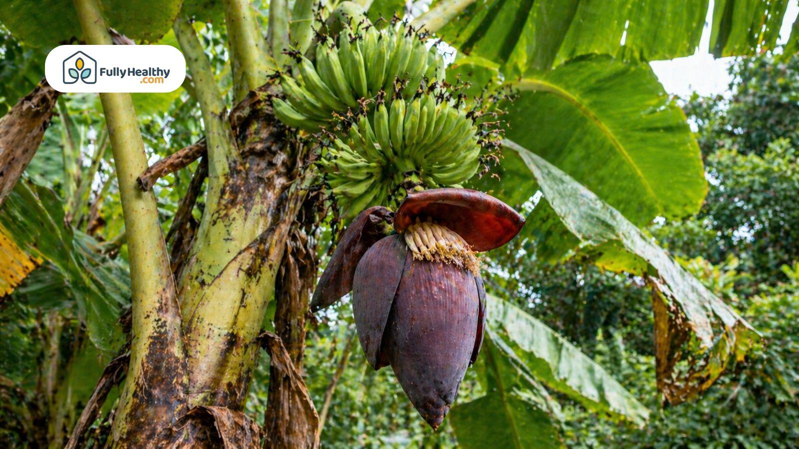 Banana flower hanging from tree with unripe bananas growing above