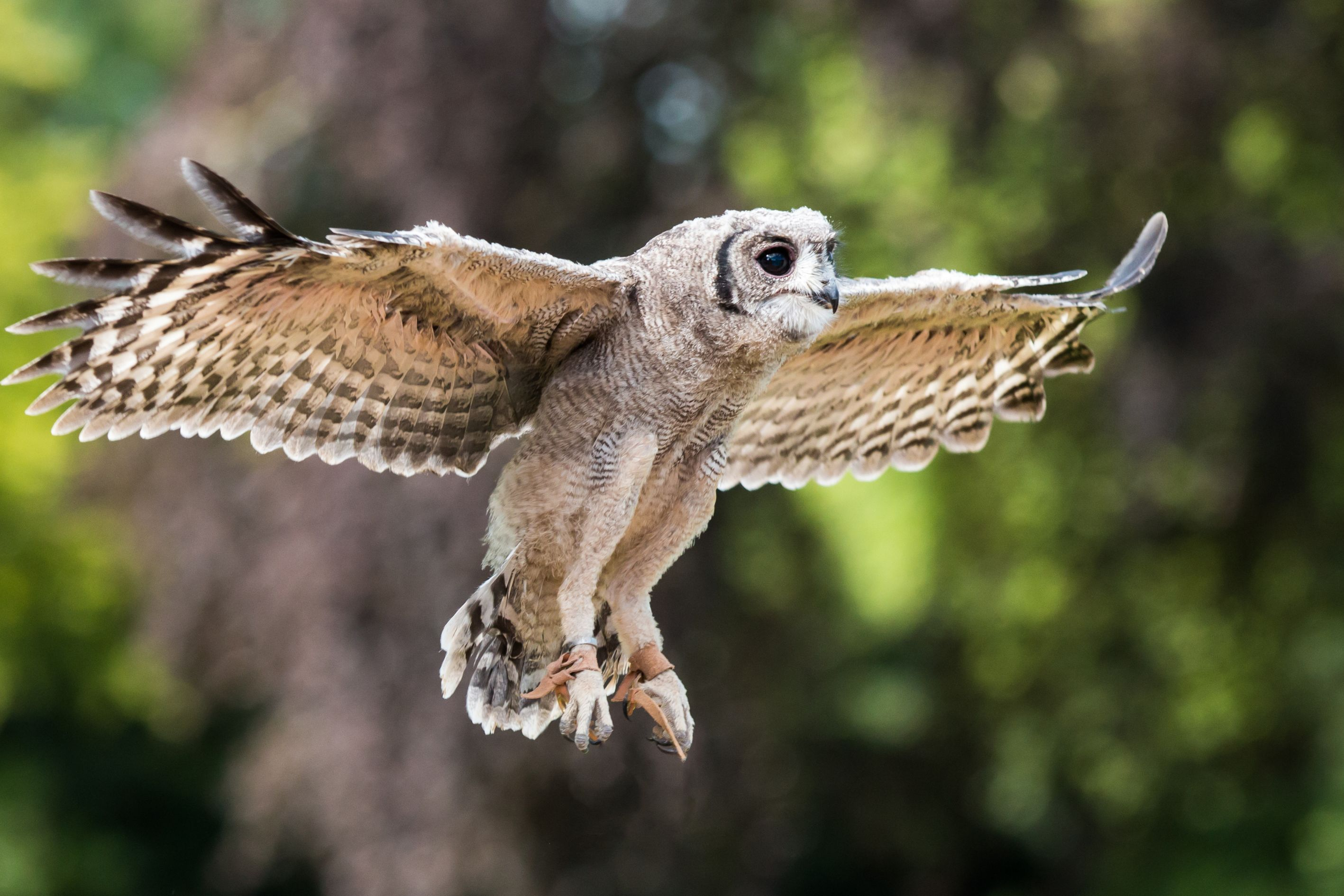 Abyssinian Owl, Birds that start with A