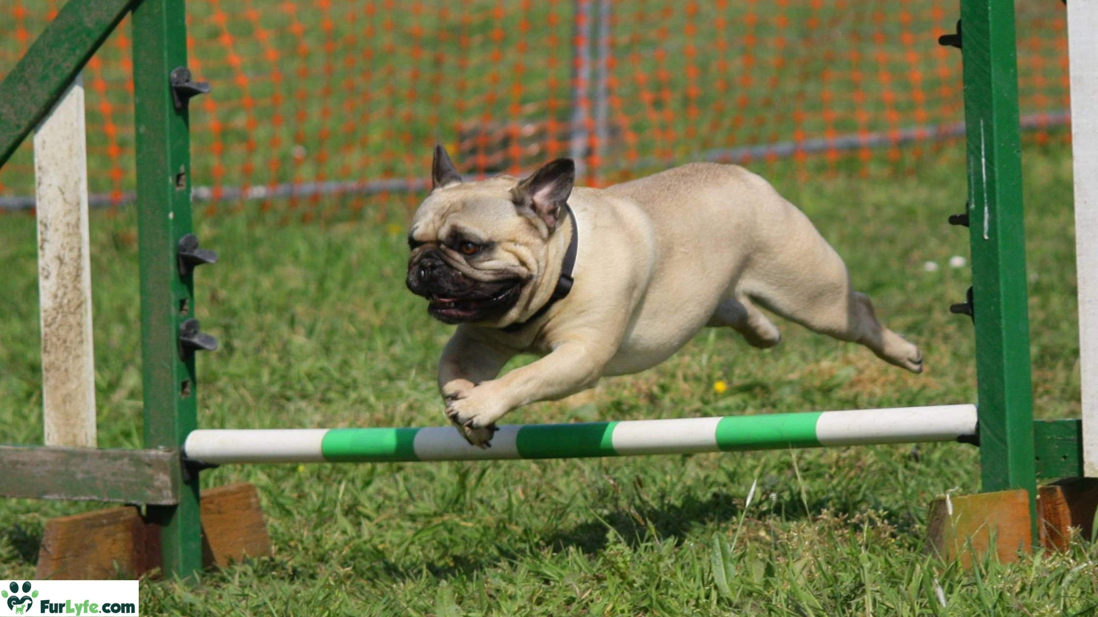 An athletic pug jumping over an obstacle poll