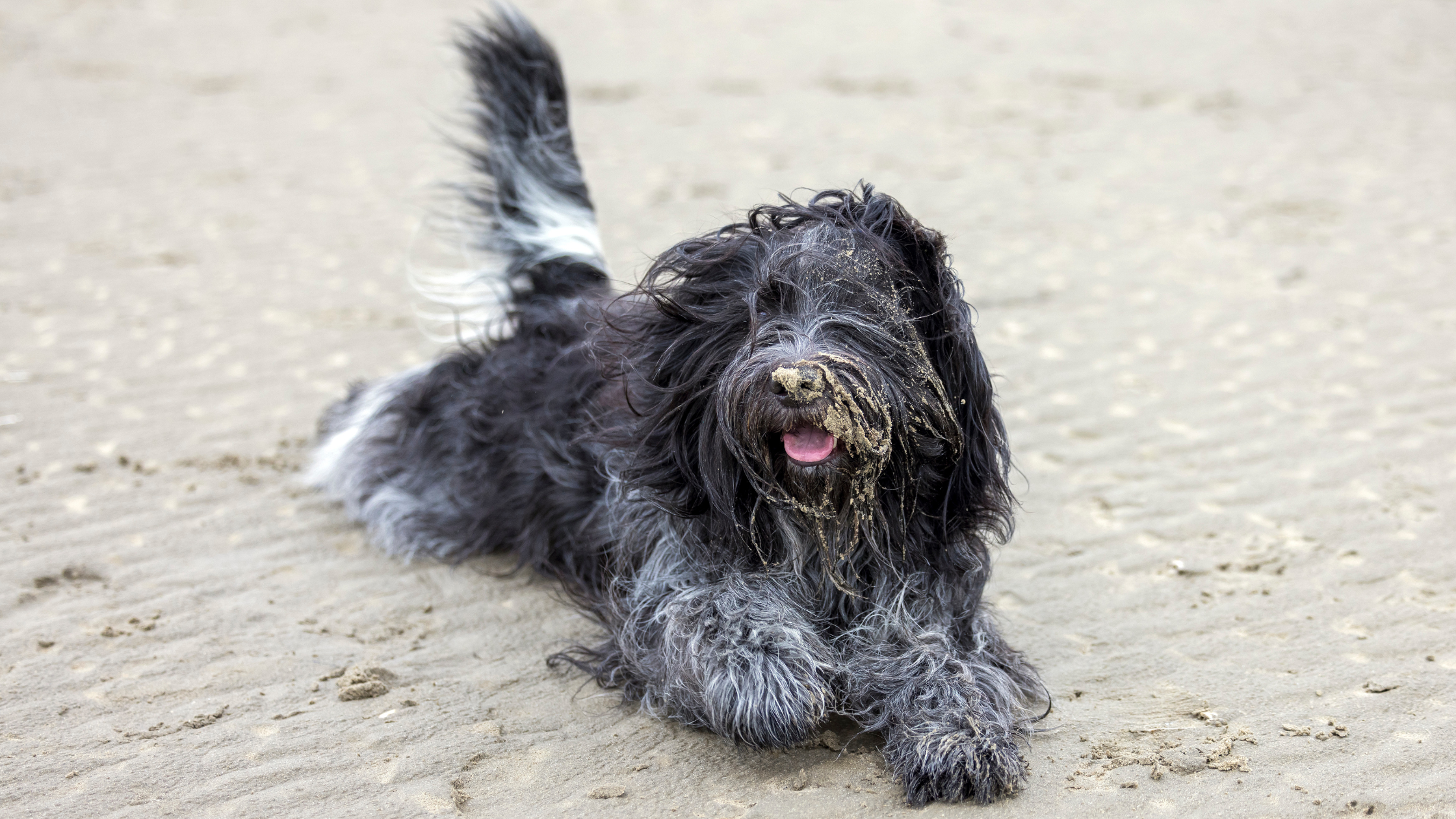An adult dog playing in the sand