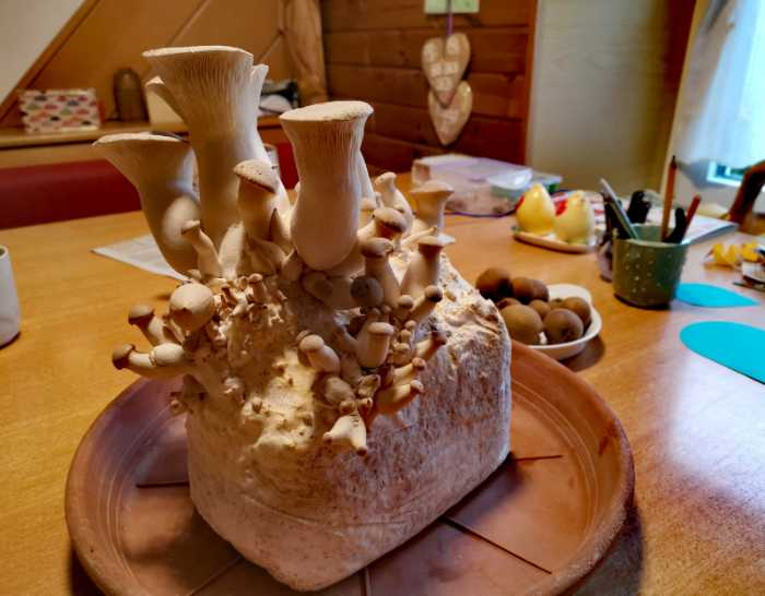 Mushroom growth from home