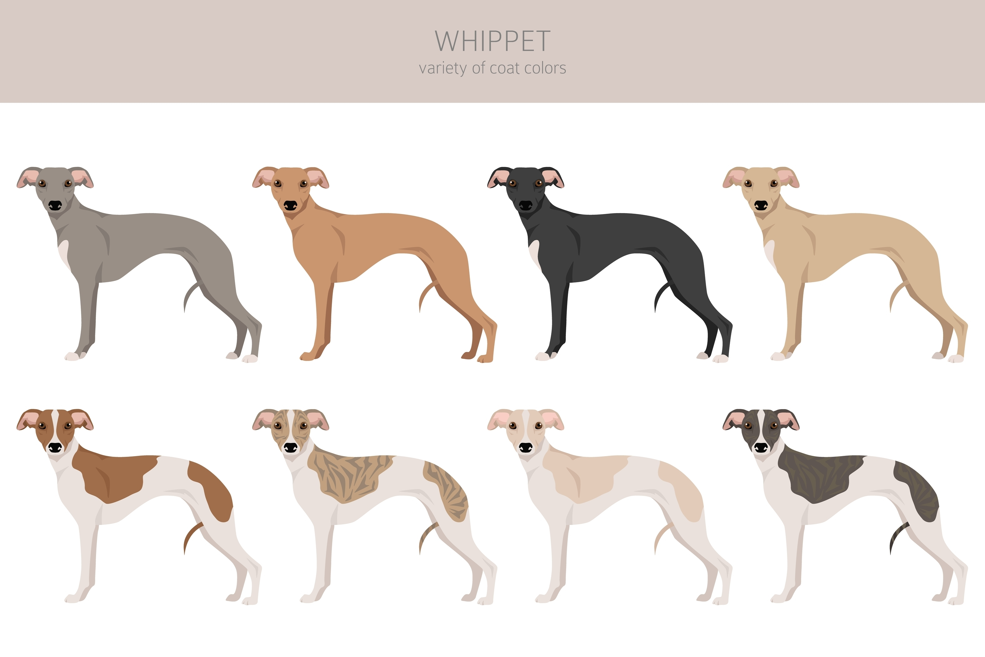 An illustration showing the variety of Whippet Coat variations
