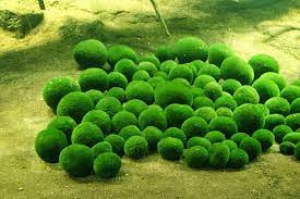 Moss Balls of Lake Myvatn and Lake Akan | Amusing Planet