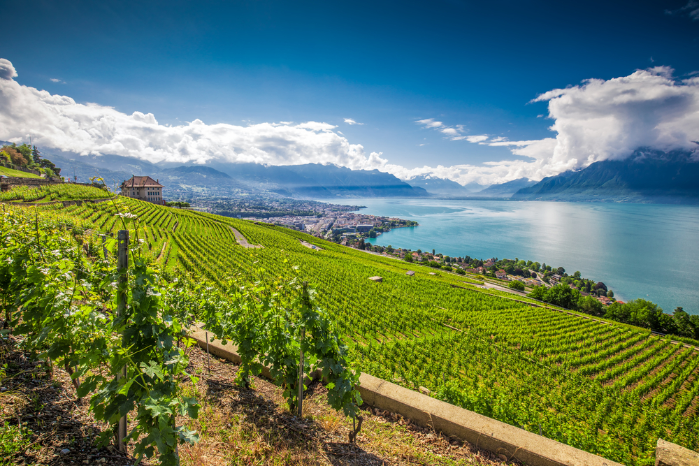 Winery in Lavaux, Switzerland.