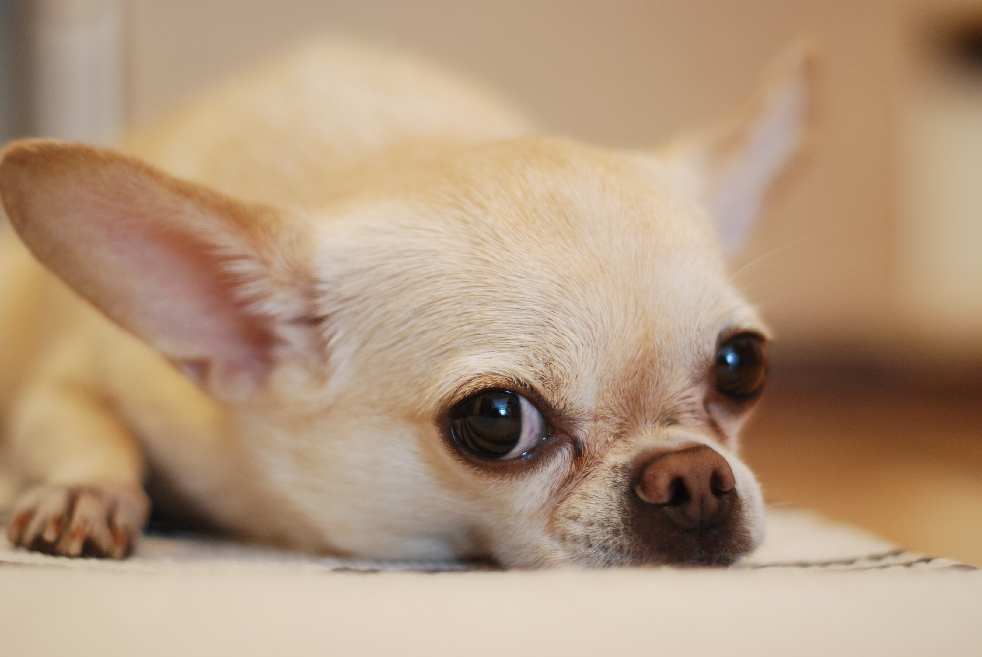 A Chihuahua laying on a white mat 