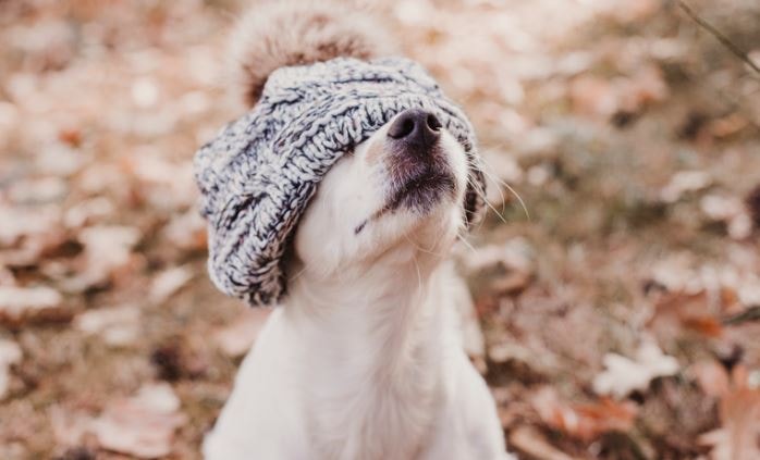 Dog wearing a hat covering his eyes