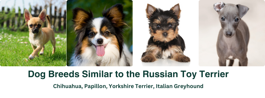 A photo collage of dog breeds that are similar to the Russian Toy 