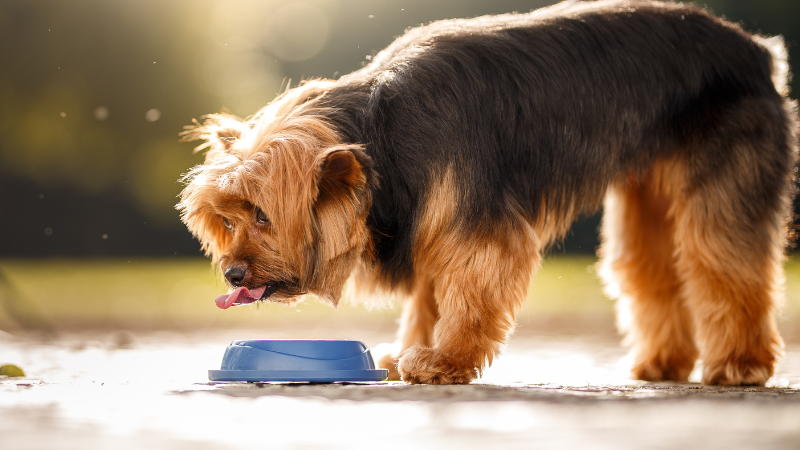 f9937613 9e04 43f6 ae3d d90ece7f7e61 How Much Water Should a Dog Drink? (A Complete Guide)