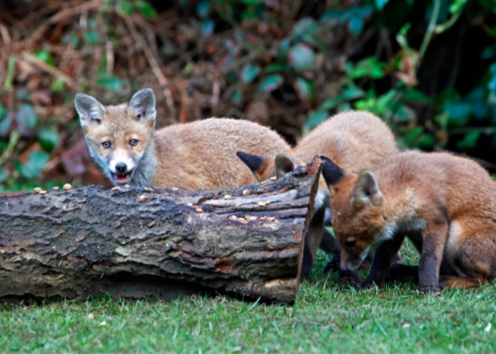 A fox in an urban area, avoiding loud noises