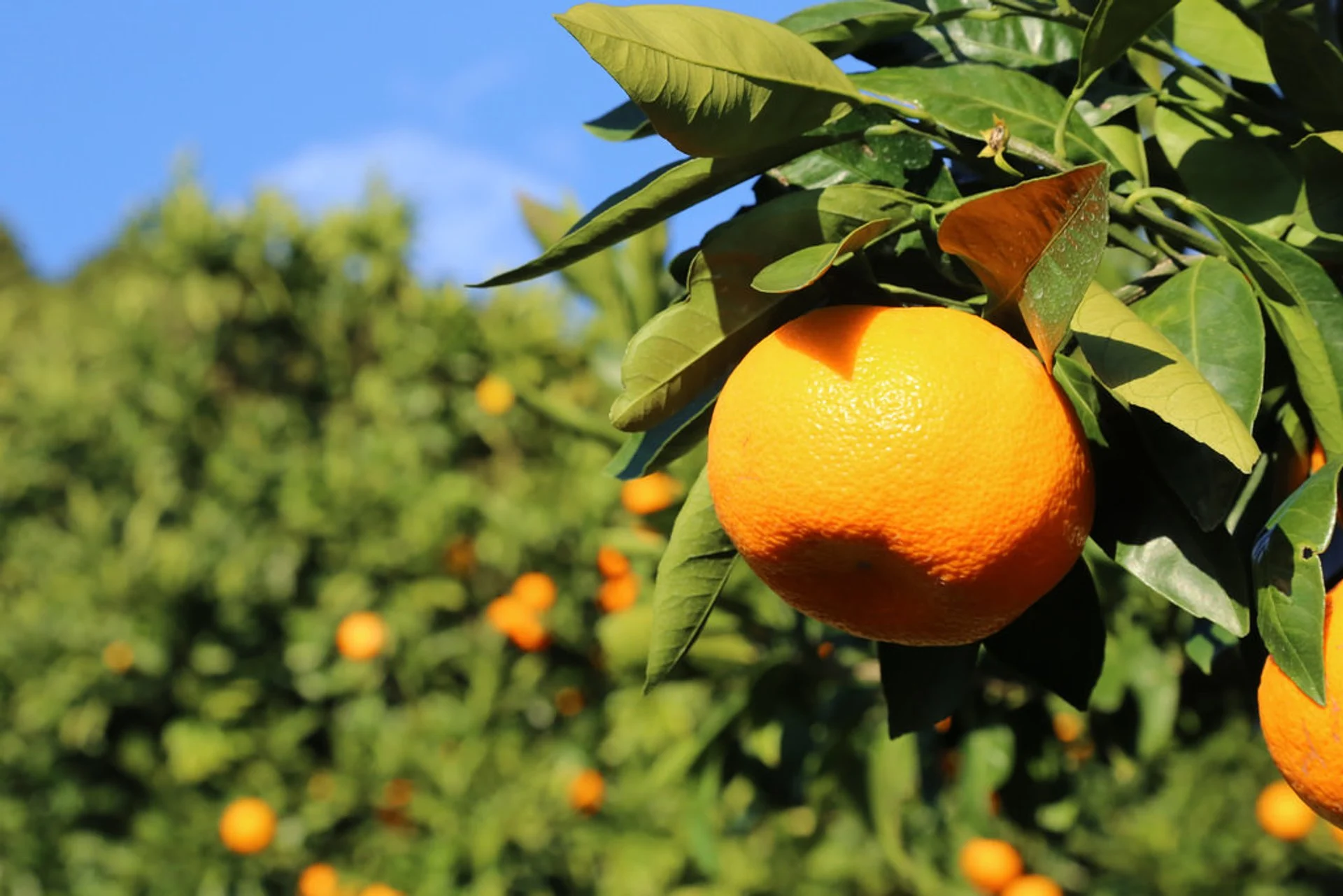 Mikan Citrus Fruit, Photo via Rove