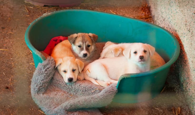 how to build an animal shelter