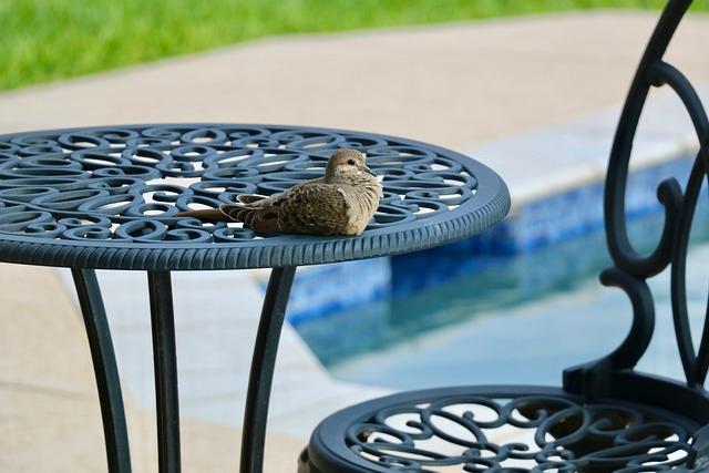 dove, bird, patio furniture