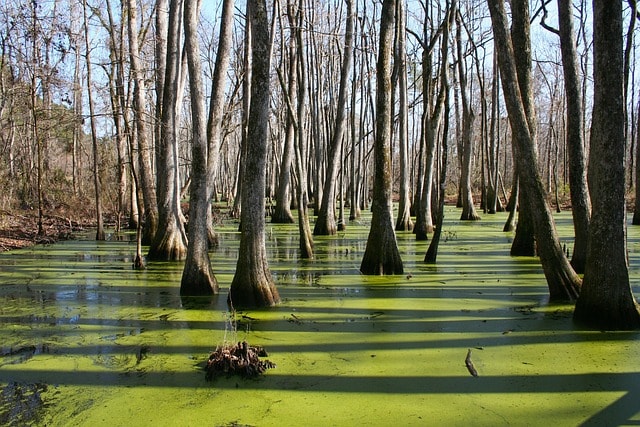 mississippi, cypress swamp, water