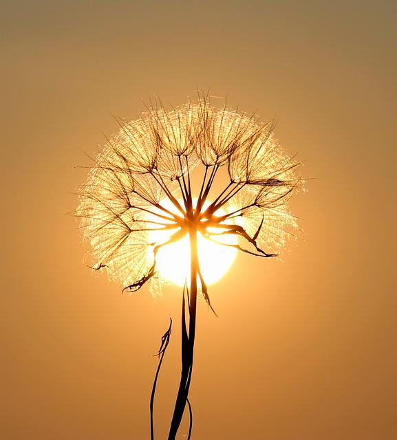 dandelion, sun, backlighting