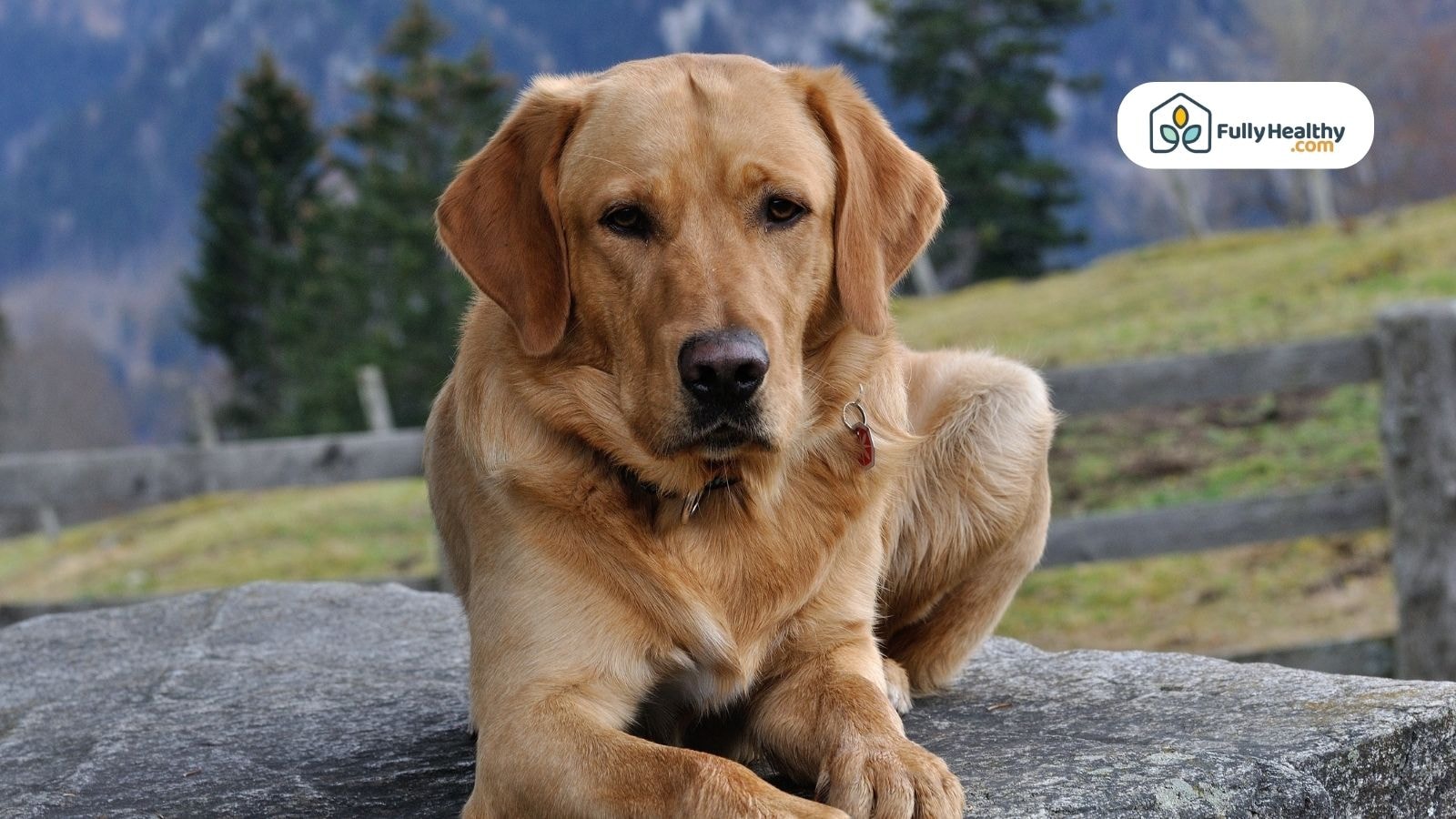 Golden retriever resting outdoors with mountain background and wooden fence