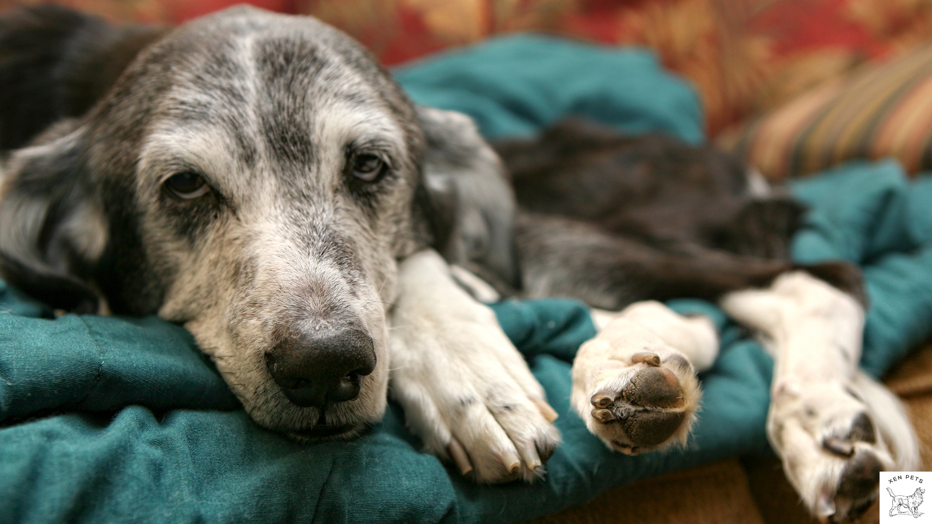 comfortable dog in bed