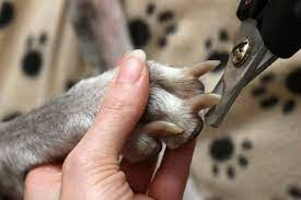 Nail clippers: Sedate your dog using natural methods