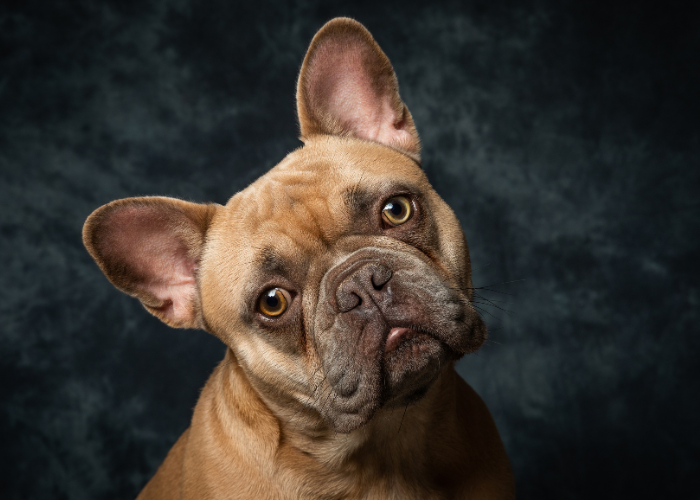 Intelligent French Bulldog breed