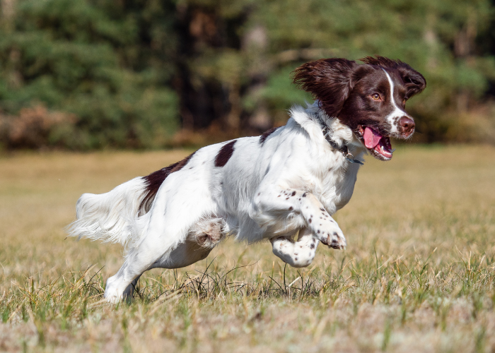 An English Springer Spaniel, active and loving, a great family pet.