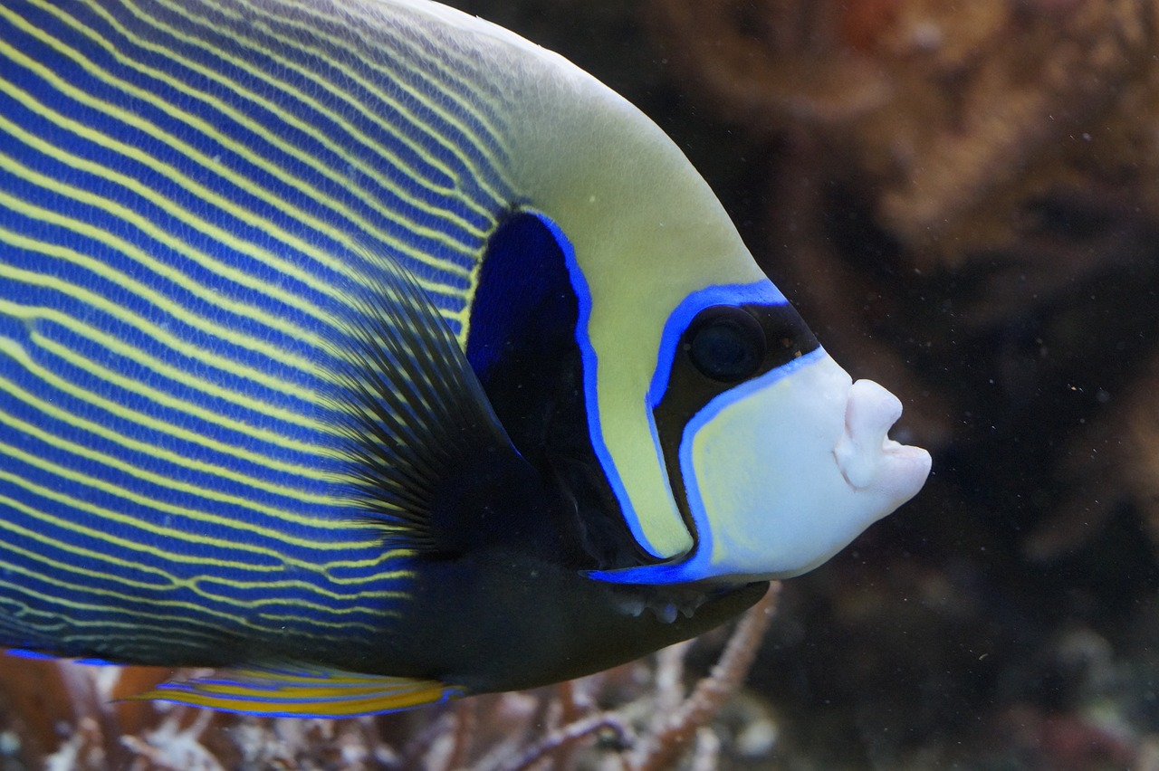 What Size Tank Do I Need For An Angelfish? Aquarium Passion