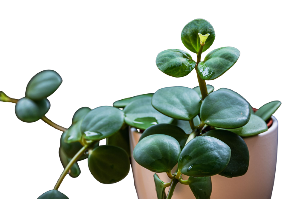 Peperomia Esperanza