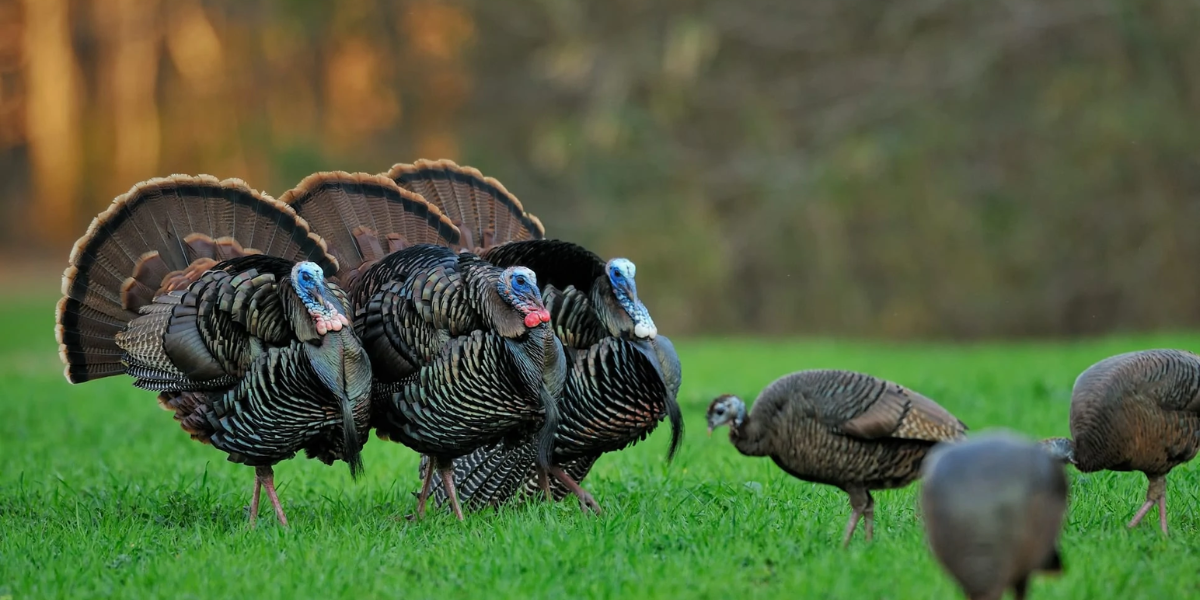 interesting animals in new jersey