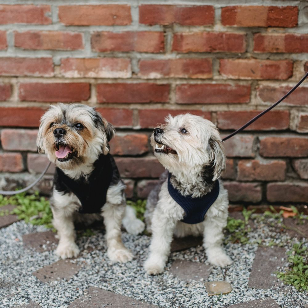 Can you use an e-collar on small dog breeds?