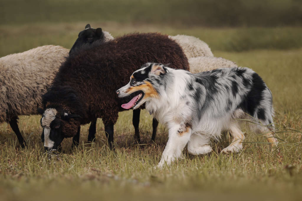 australian shepherd rescues, working dog