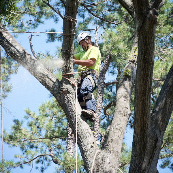 Picture of emergency tree service available for property owners.