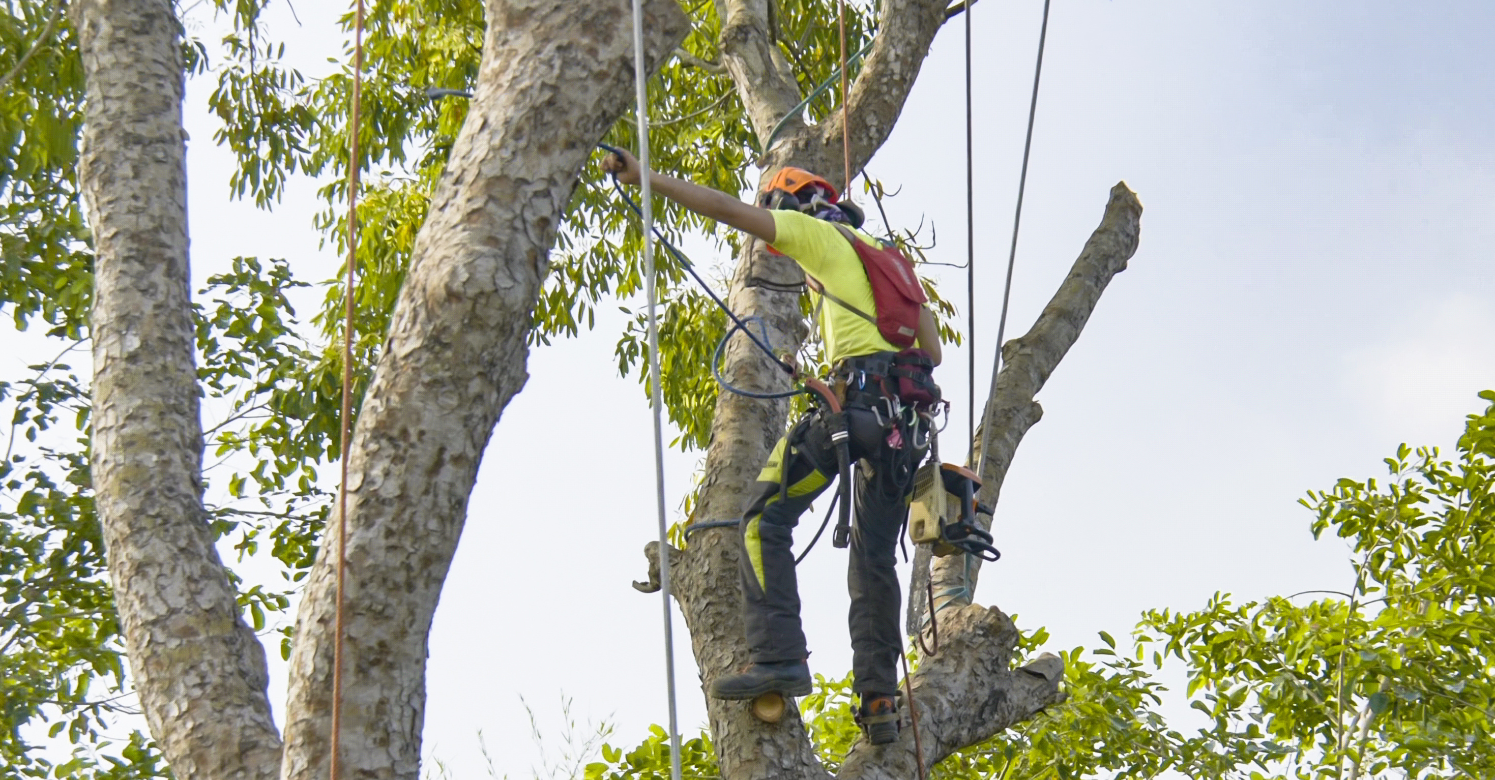 Tree care business / Tree care industry 