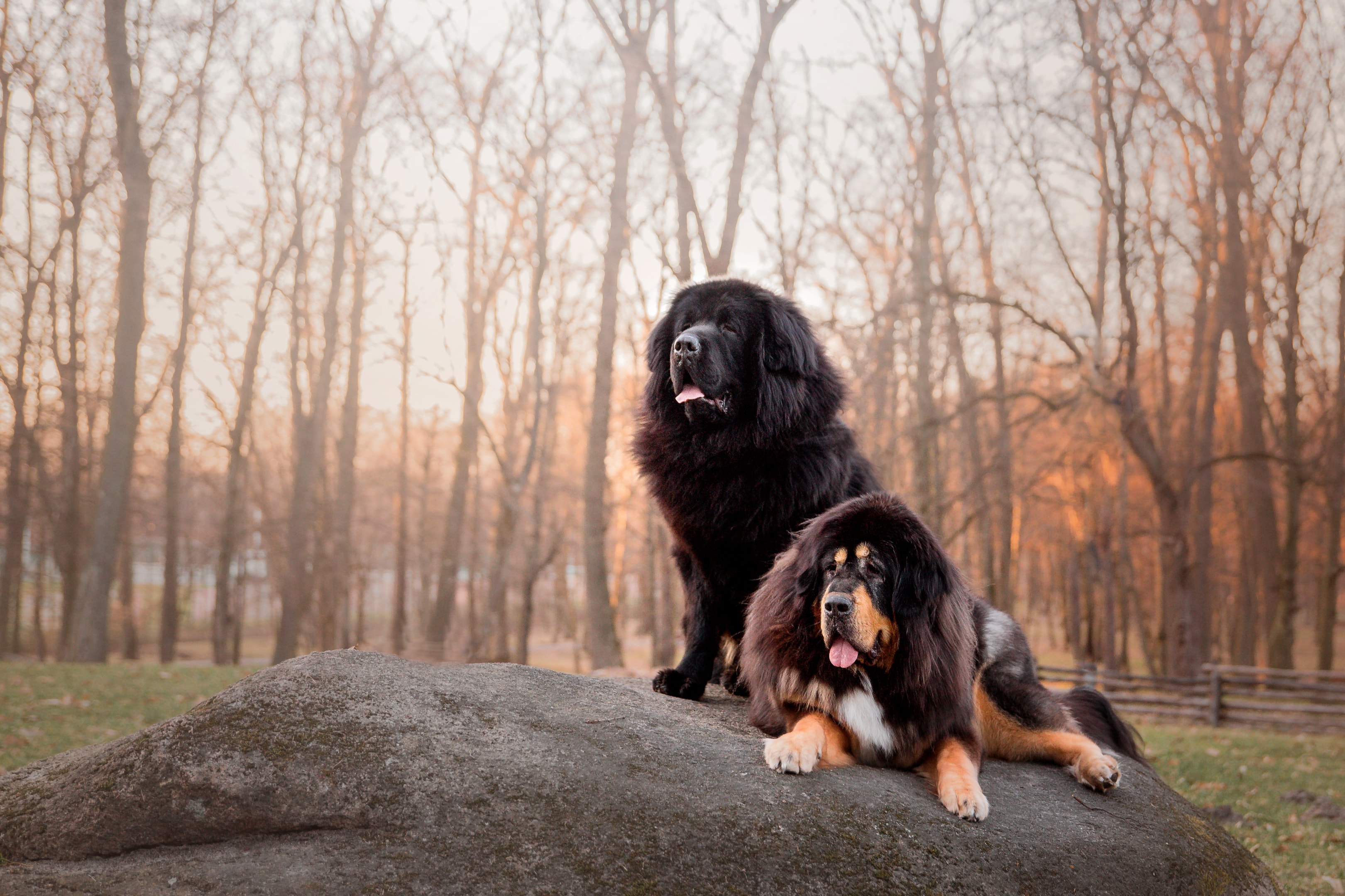 two tibetan mastiffs. envato