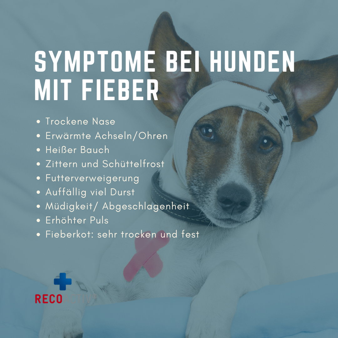 Infografik zu Fieber beim Hund