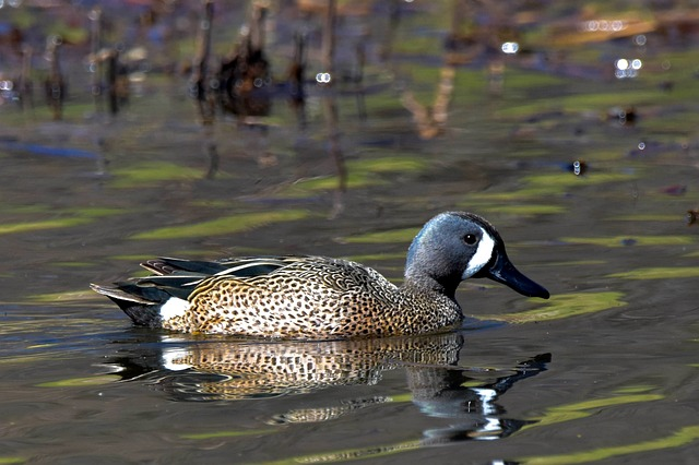 blue-winged teal, duck, marsh