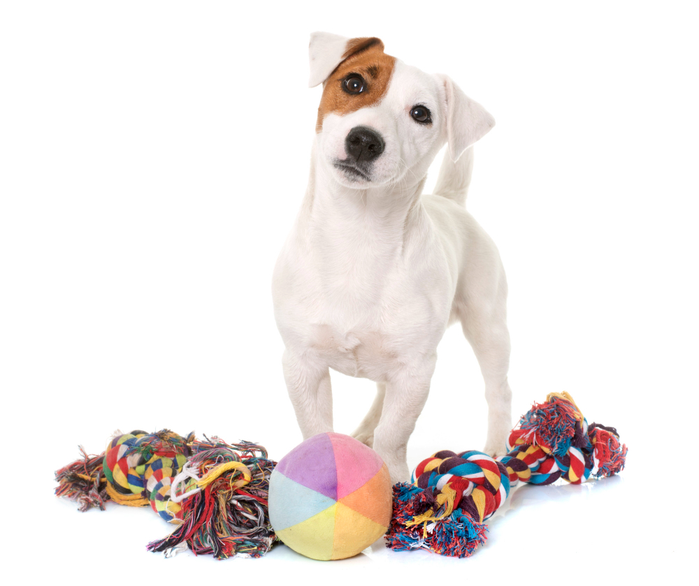 The best dog toys for fetch, chewing and mental stimulation – Let's Pawty