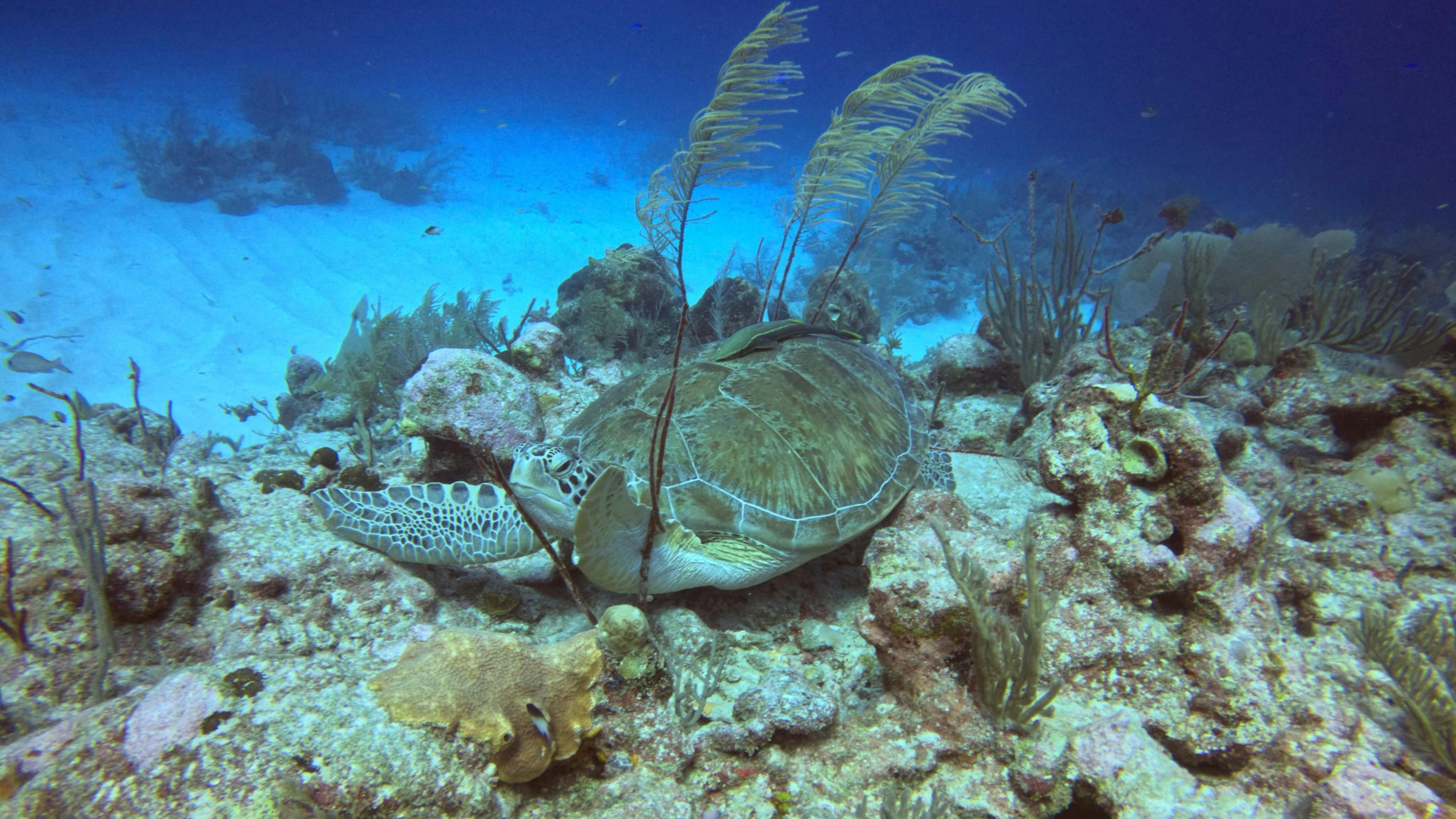 Meet sea turtle while snorkeling