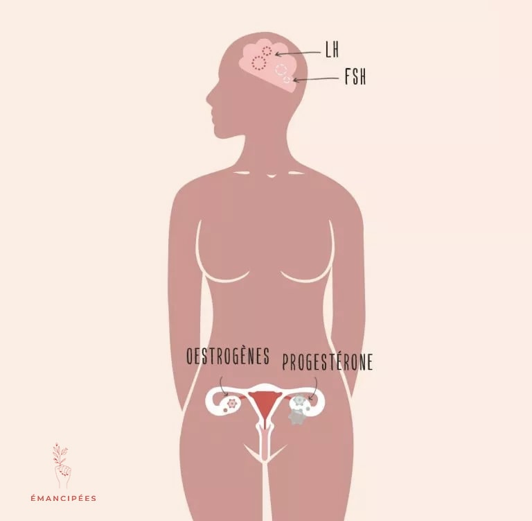 hormones à tester lors d'un bilan hormonal femme